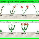 Kako orezati remontantne maline u jesen